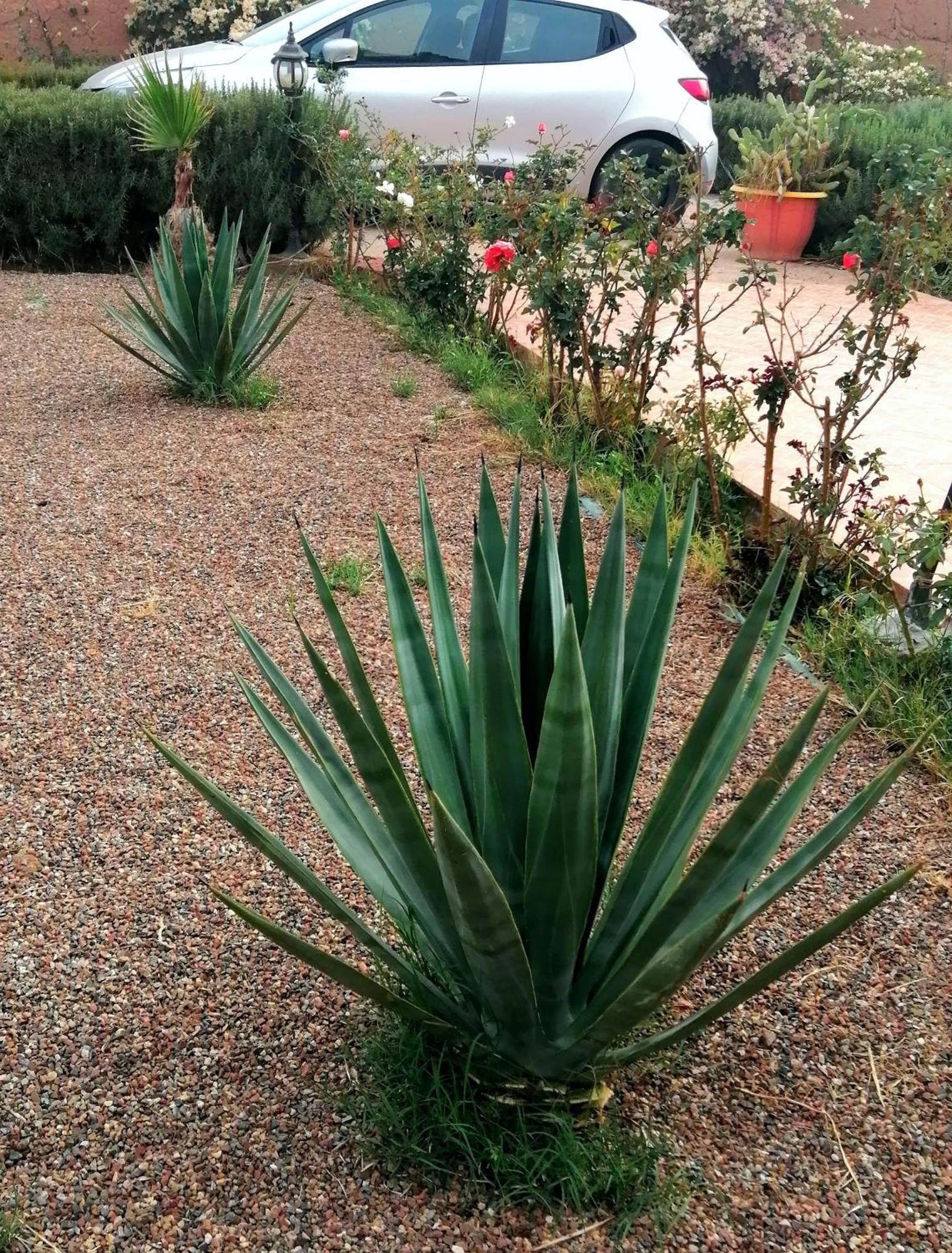 Riad Darga Rouge Ouled Bouzid Quarto foto